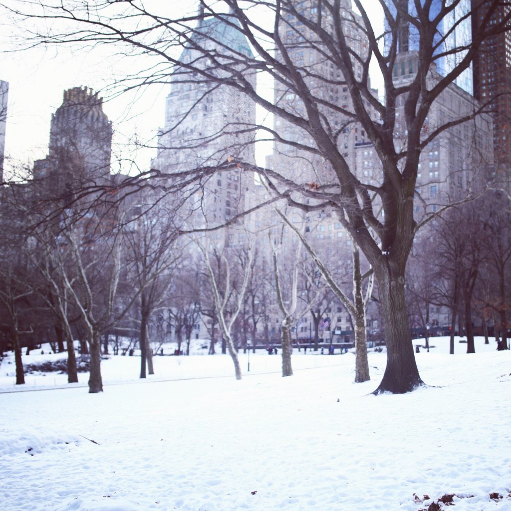 中央公园的大树