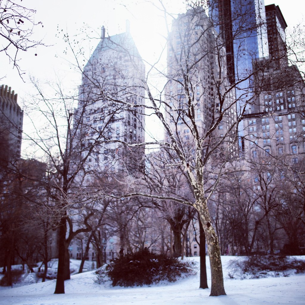 城市中的树林,看着的感觉很特别