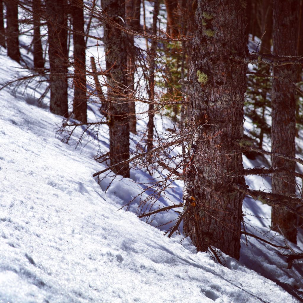 冰封下的富士山树林