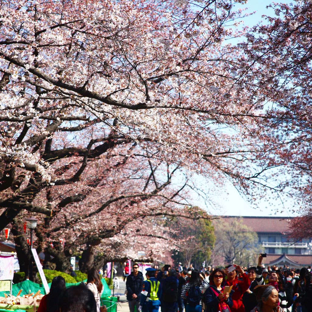 络绎不绝的游人，花团锦簇的樱花，到处密密麻麻