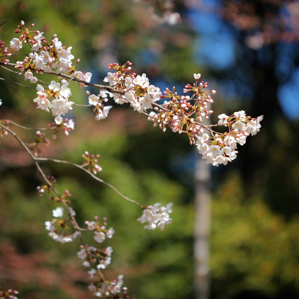含苞待放的初樱