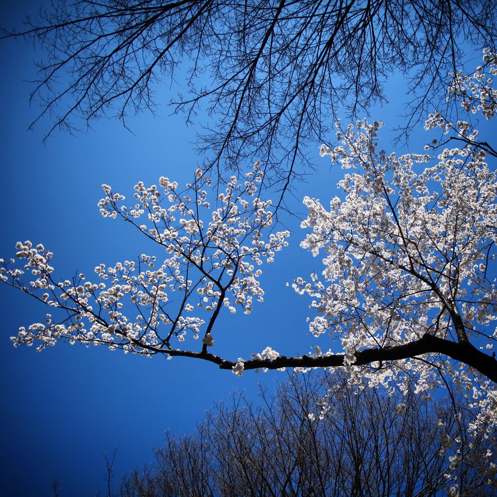 逆光下的樱花灿烂的绽放中