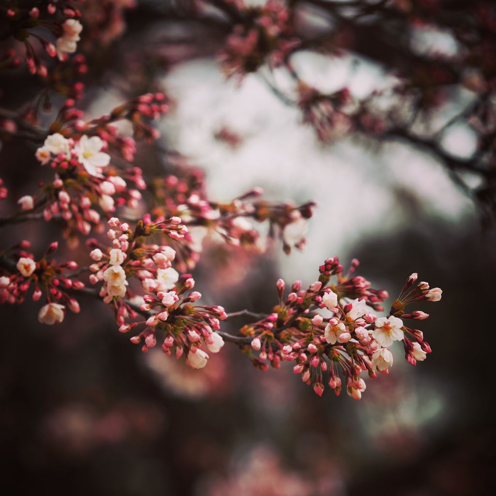 估计再过多一周，这花会更灿烂