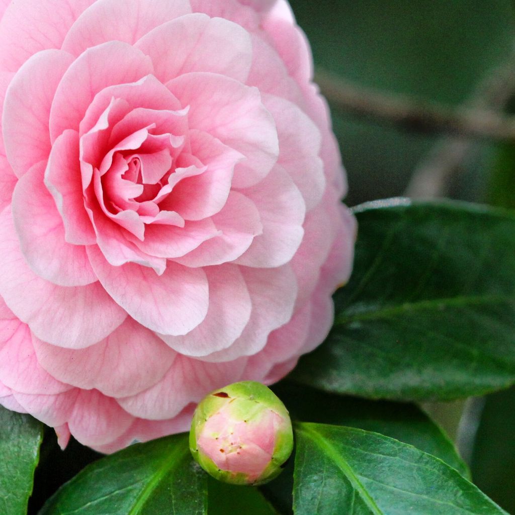 偶尔见到的其他花朵显得更珍贵