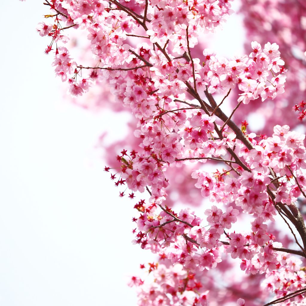 宛如国画的樱花树