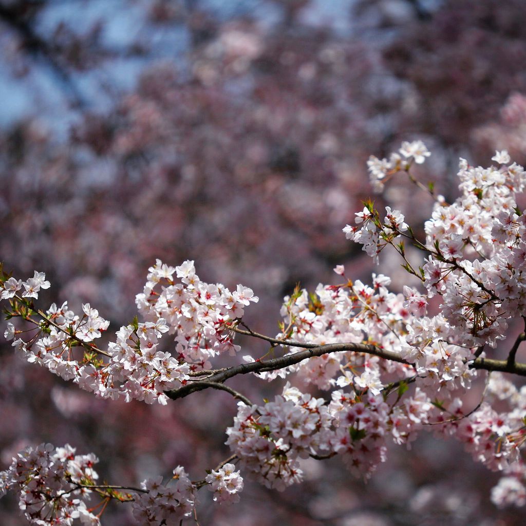 团团的樱花