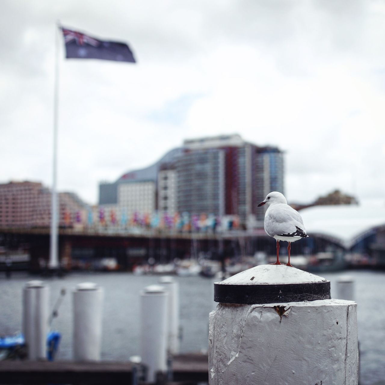 遥望袋鼠国的国旗