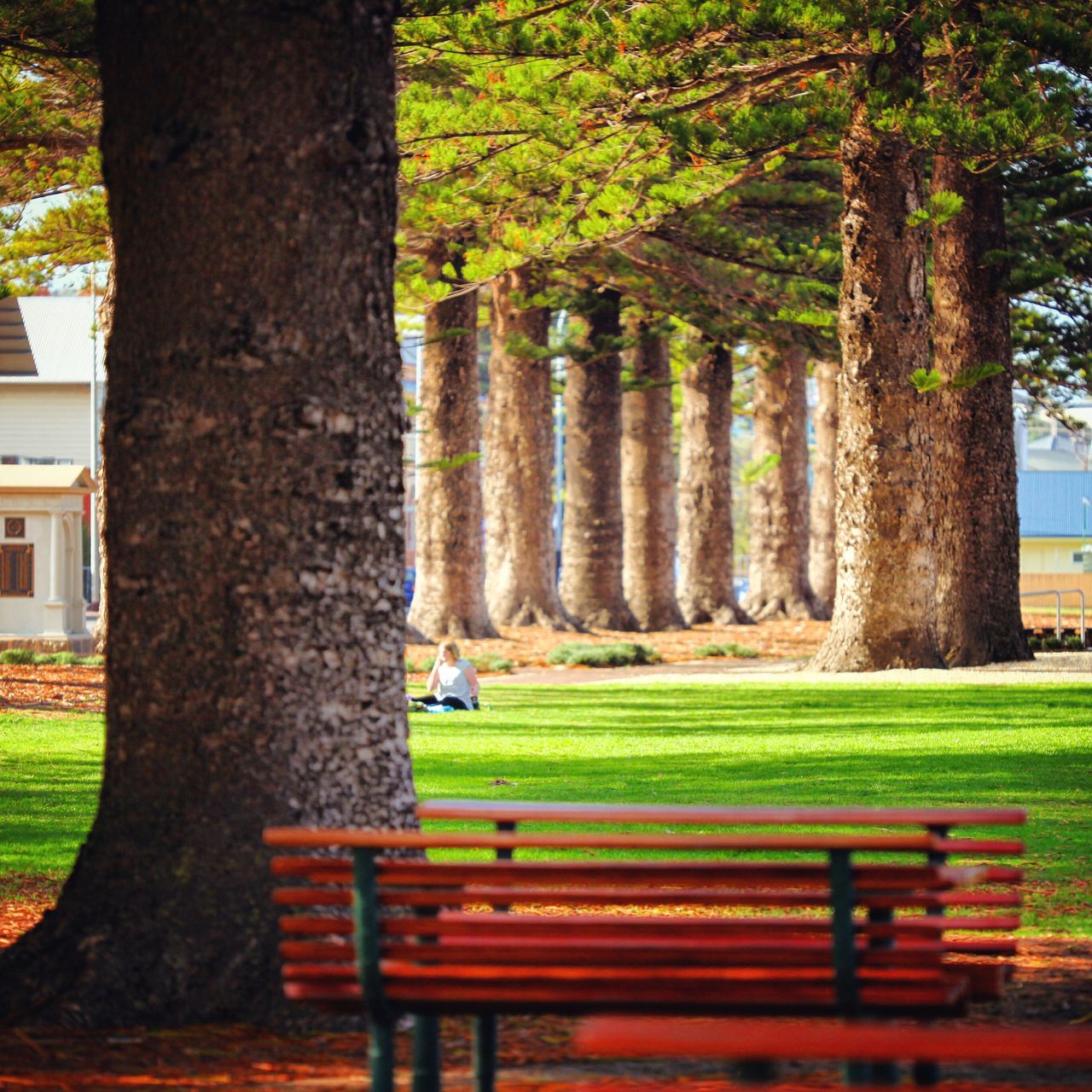 悉尼近郊的小镇