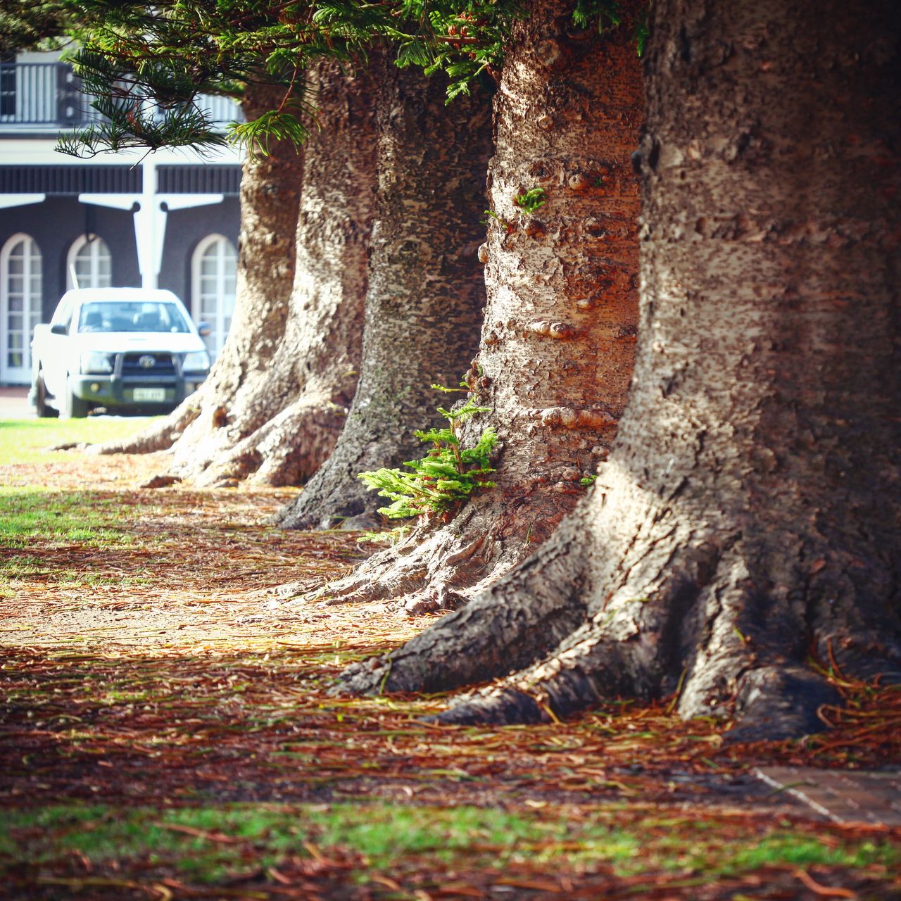 一排排的巨树,壮观