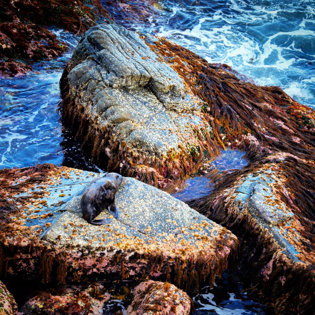 石头上遍布晒太阳的懒海豹