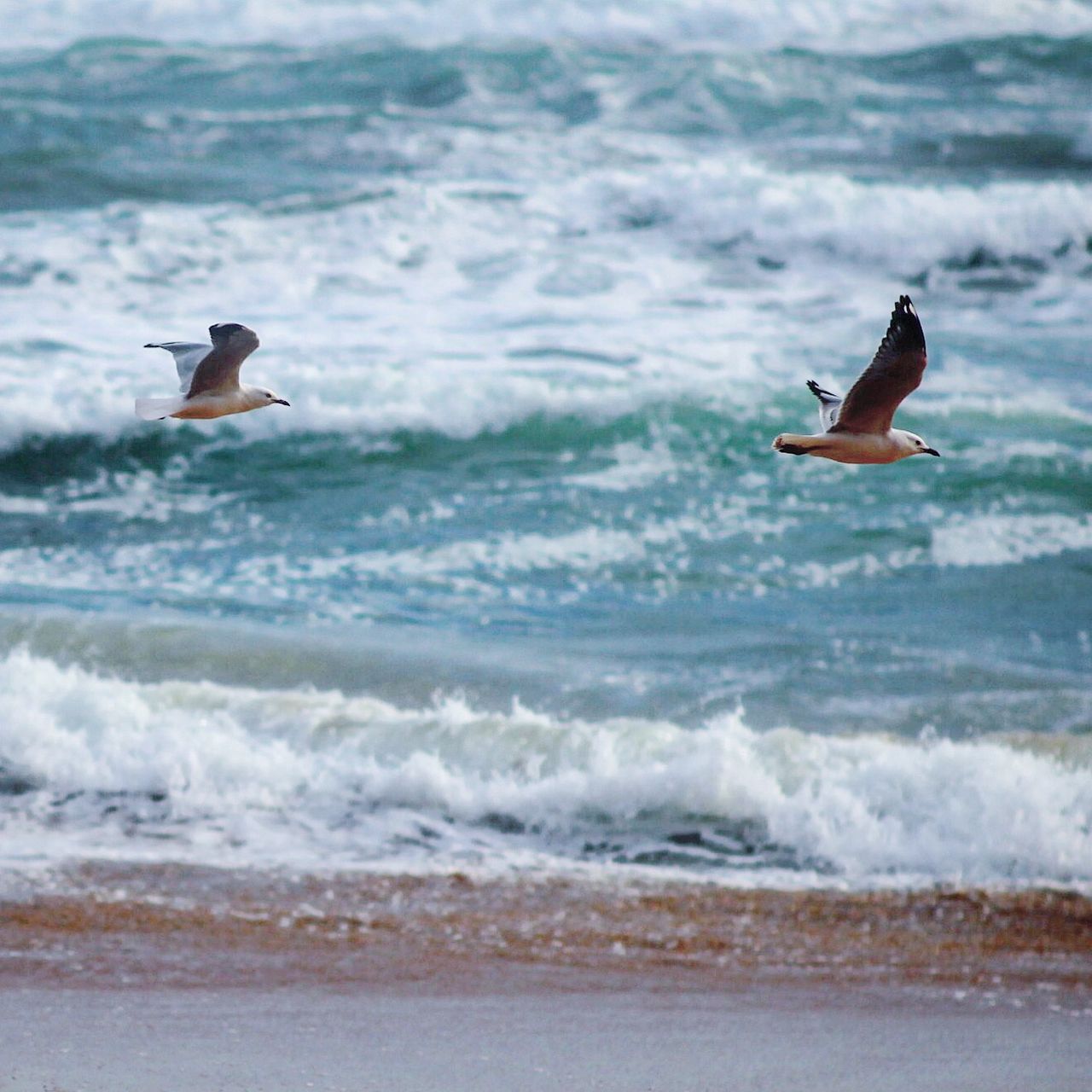 在沙滩边翱翔的海鸥