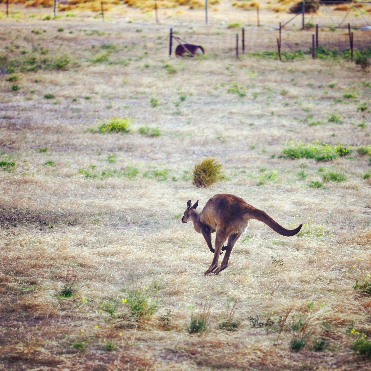 上到袋鼠岛,总算见到野生的袋鼠啦