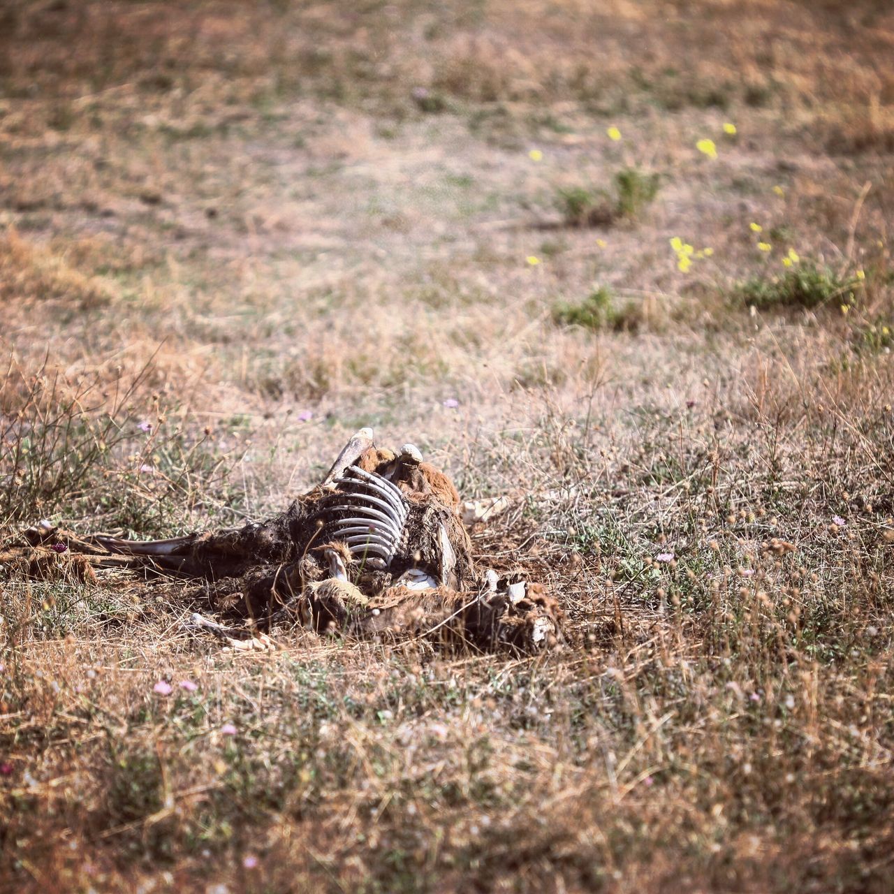 路边还能见到遗骸,彰显大自然的残酷