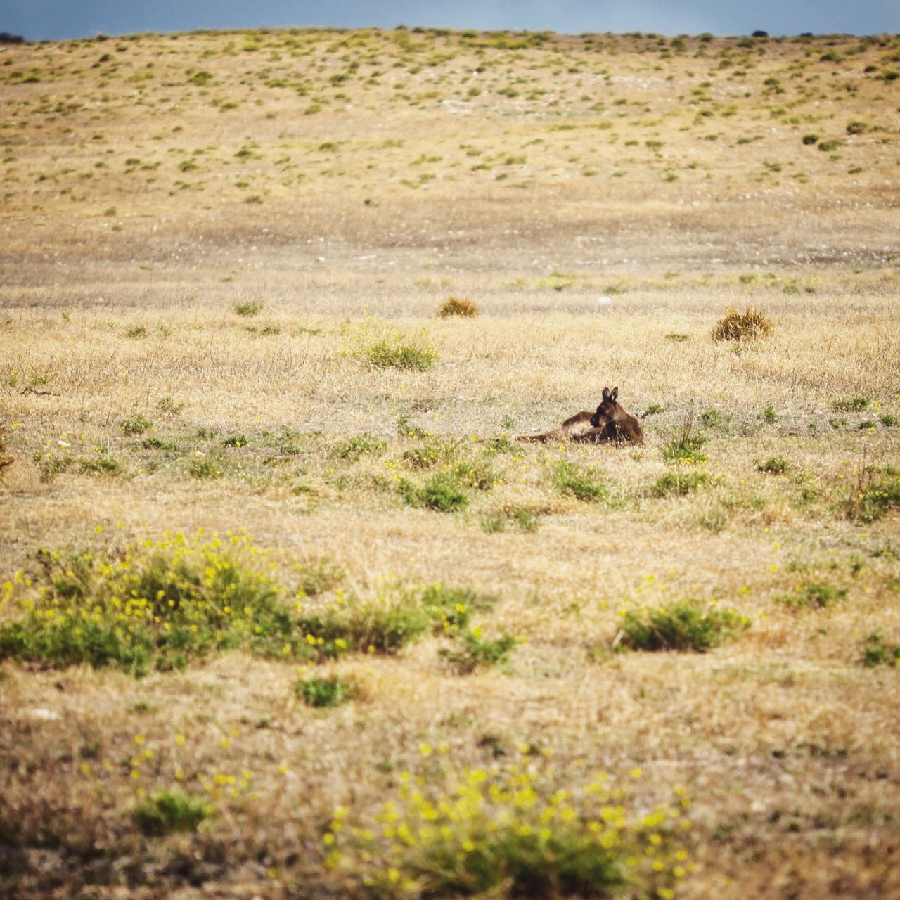 一只睡在草地上晒太阳的袋鼠