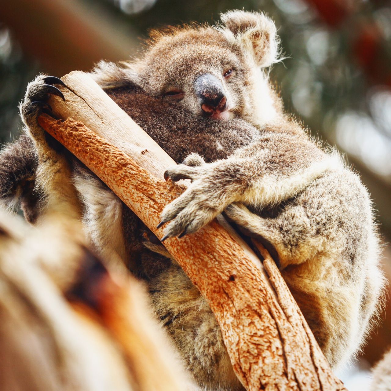 除了抱着就睡着,都不闲着