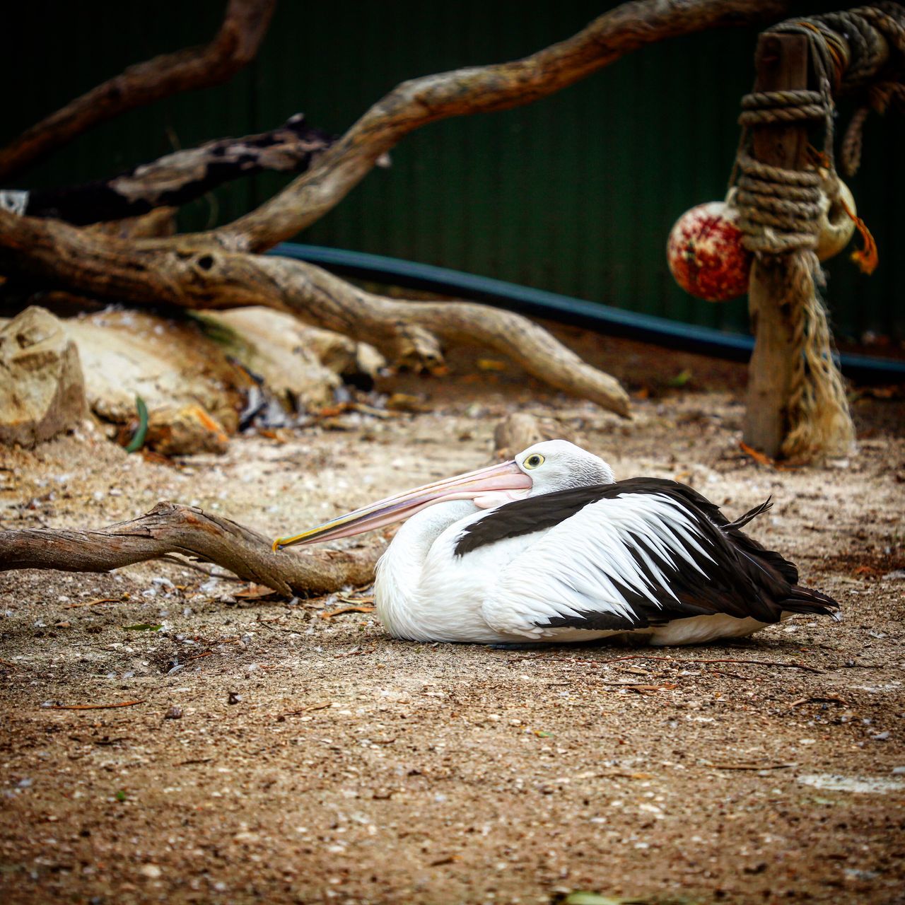 这货叫什么来着?