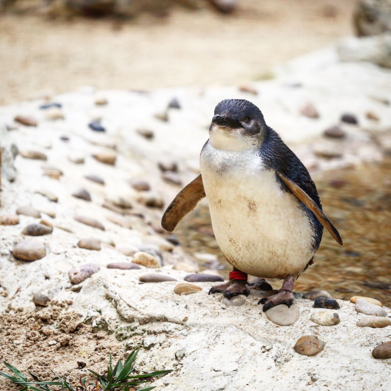 又是蠢萌蠢萌的