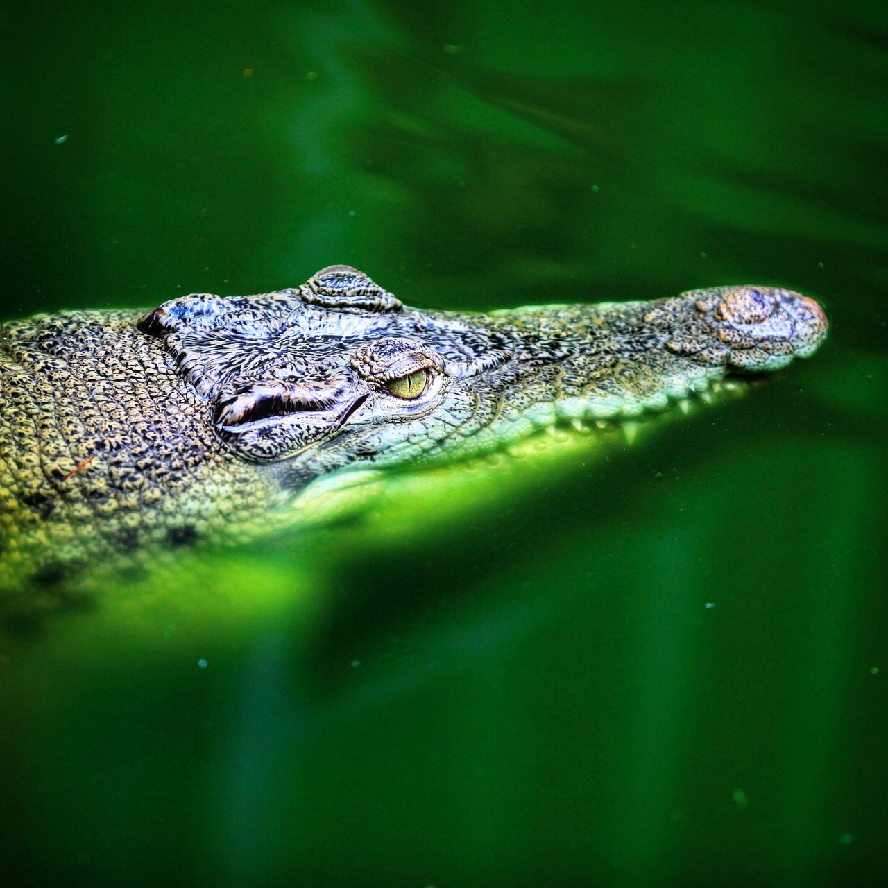 还有潜藏在水上的鳄鱼