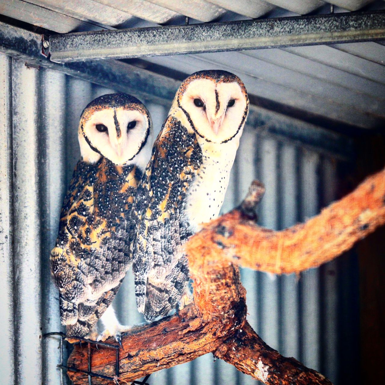 这是传说中的人面鹰?