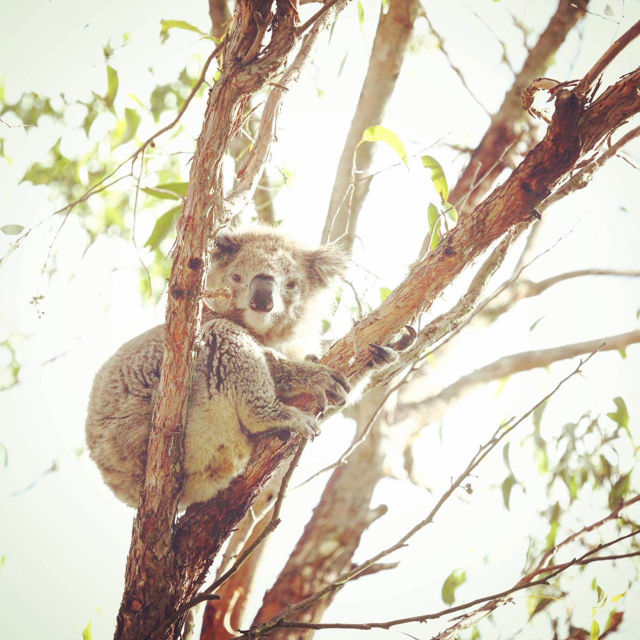 哈,看过来了,看过来了