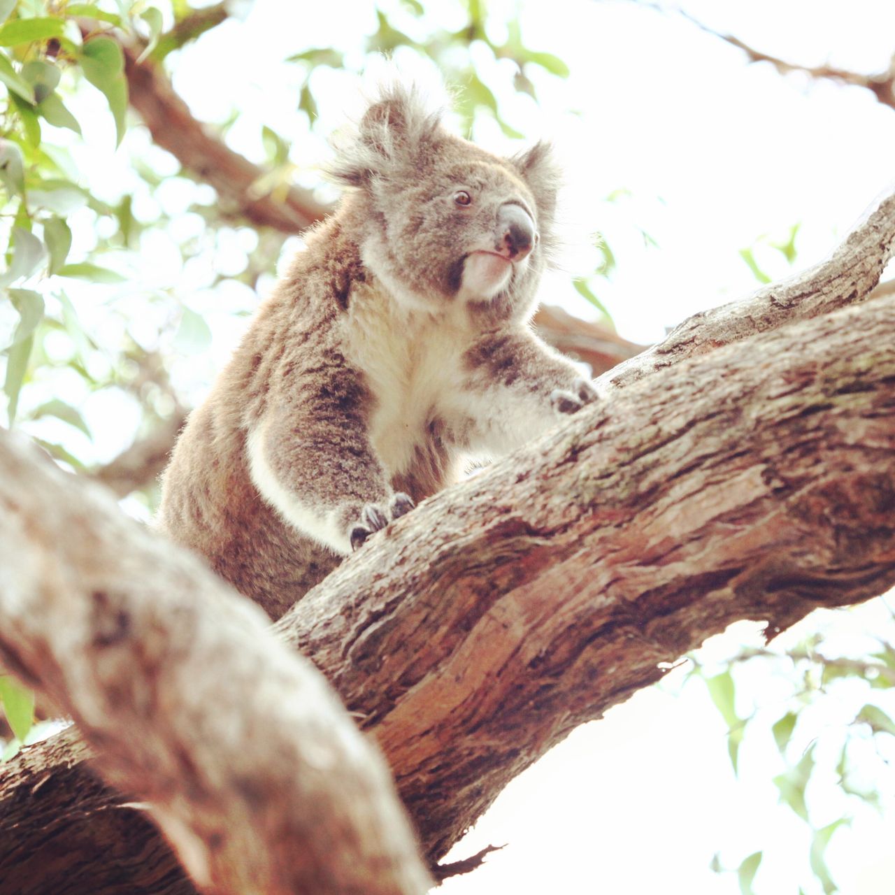 这考拉根本就是活着的玩具哈