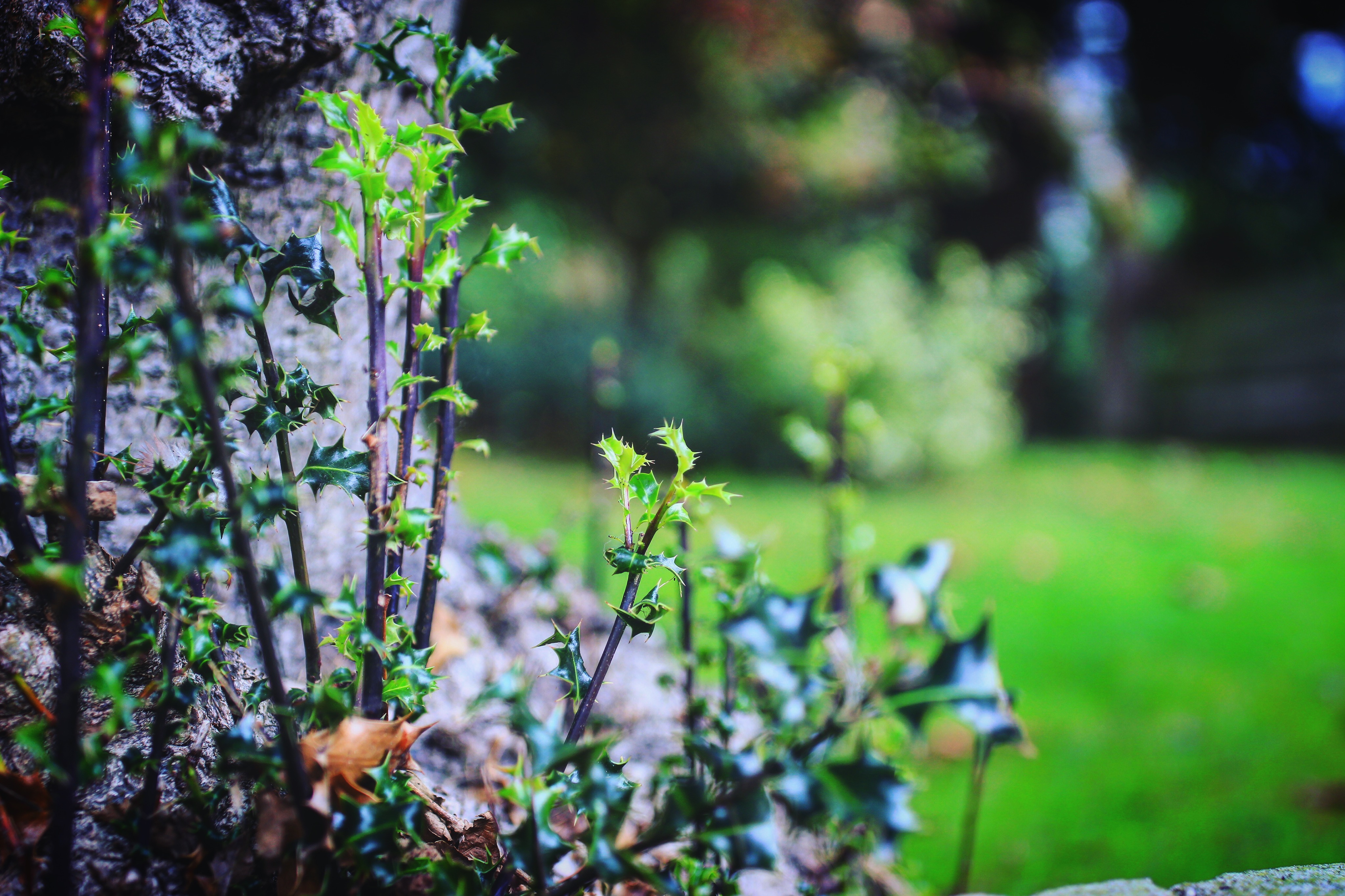 拍花花草草消磨时间……
