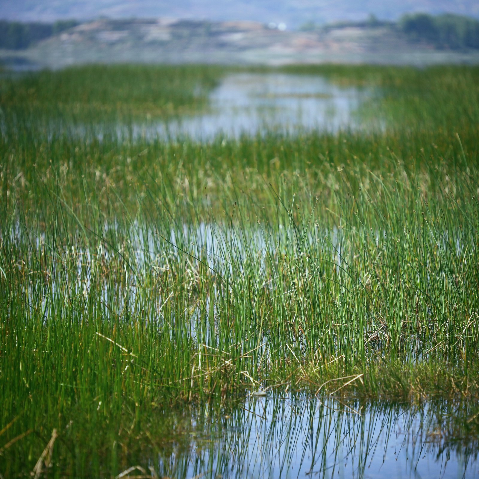 虽然还不算很茂盛,但比起昨天的已经满意很多了
