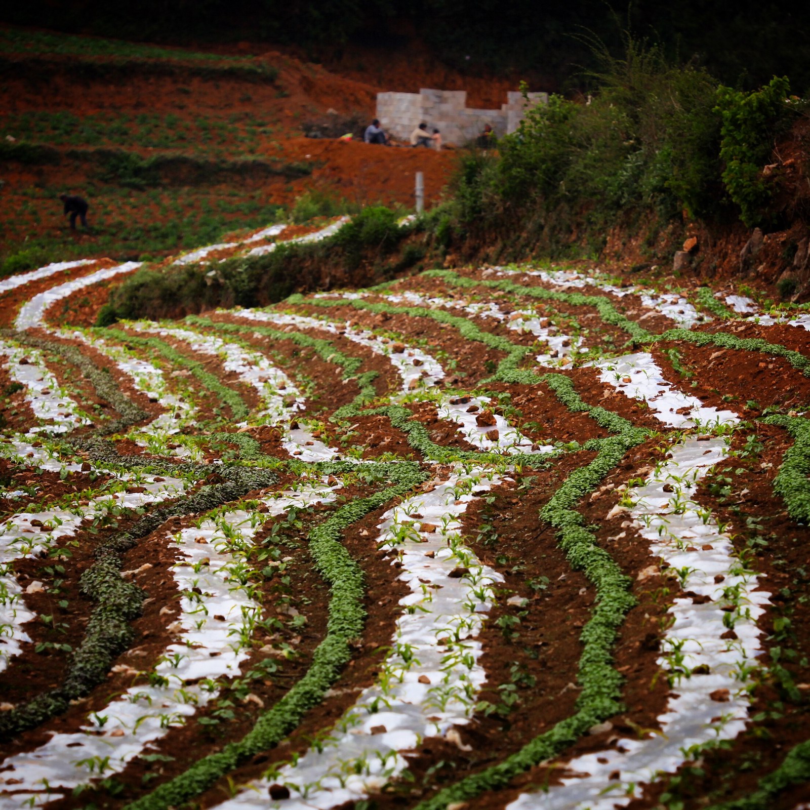 原以为是灌水的梯田,近看原来是过塑的