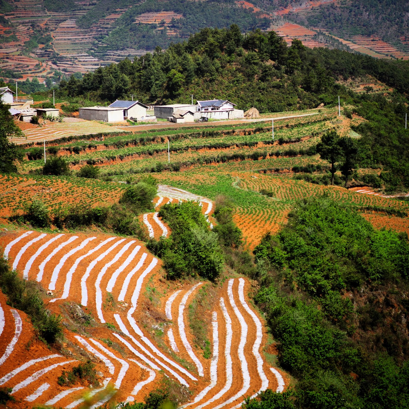 估计是过了花期,杜鹃花没看成,倒是梯田不错