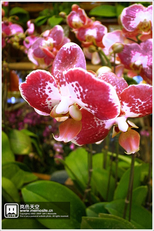 兰花也是花市的主角