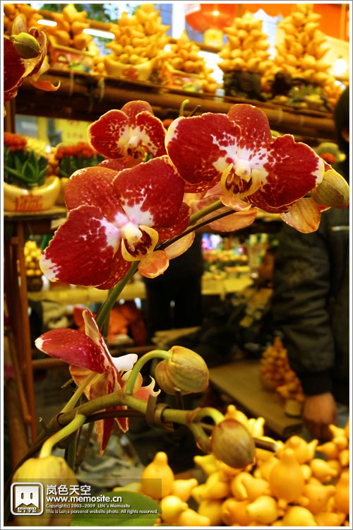 跟金玉满堂配在一起也挺好看的