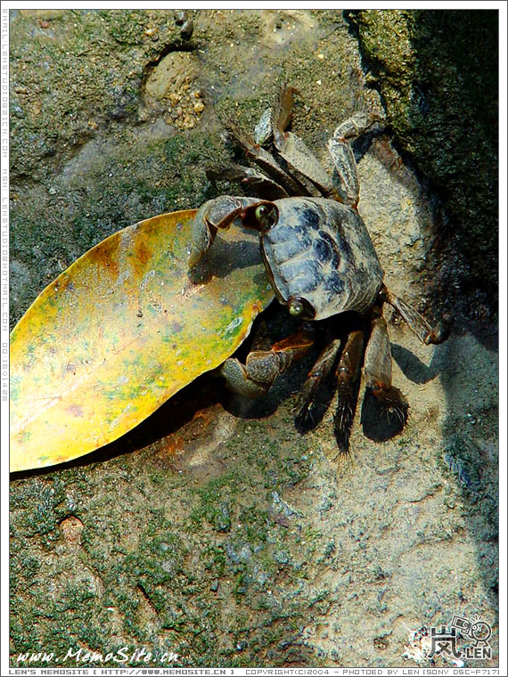 脚下岸边一只出来觅食的小螃蟹