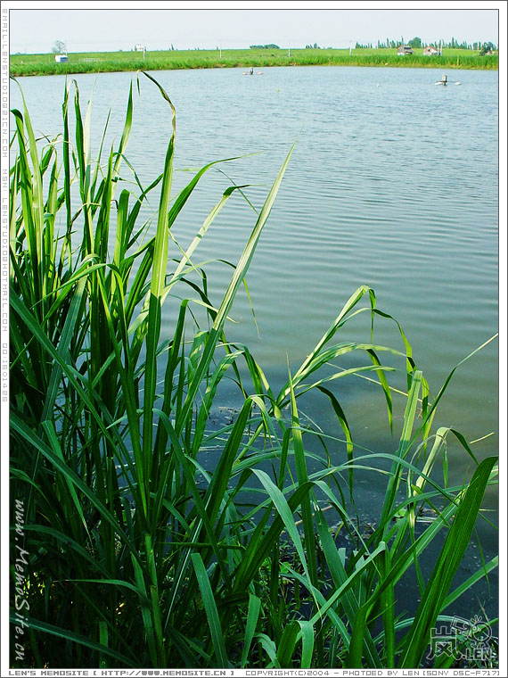 村尾的一片养殖鱼塘