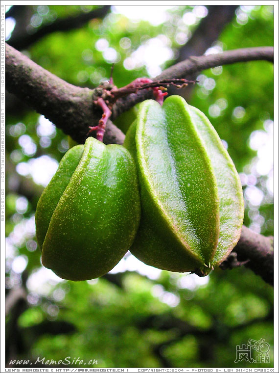 还是这些杨桃好看