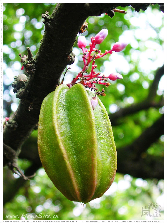 虽然我不喜欢吃，不过画面效果挺不错