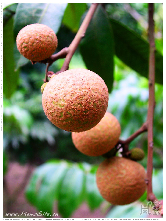 换换龙眼啦，不过感觉没什么看头