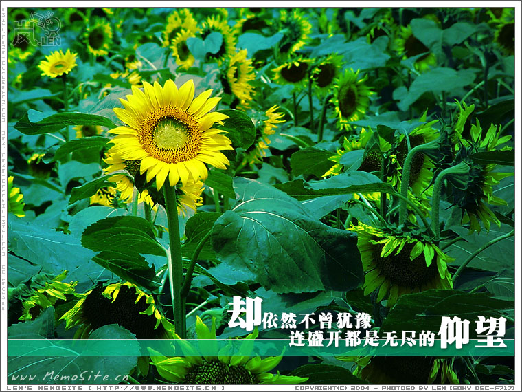 却依然不曾犹豫，连盛开都是无尽的仰望