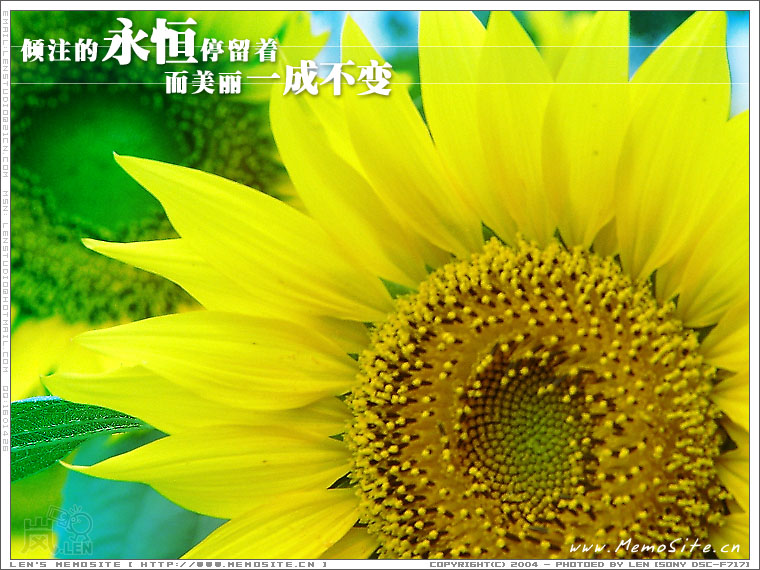 倾注的永恒停留着，而美丽一成不变