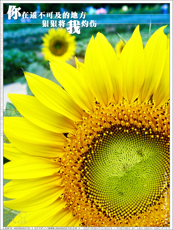 你在遥不可及的地方，狠狠将我灼伤