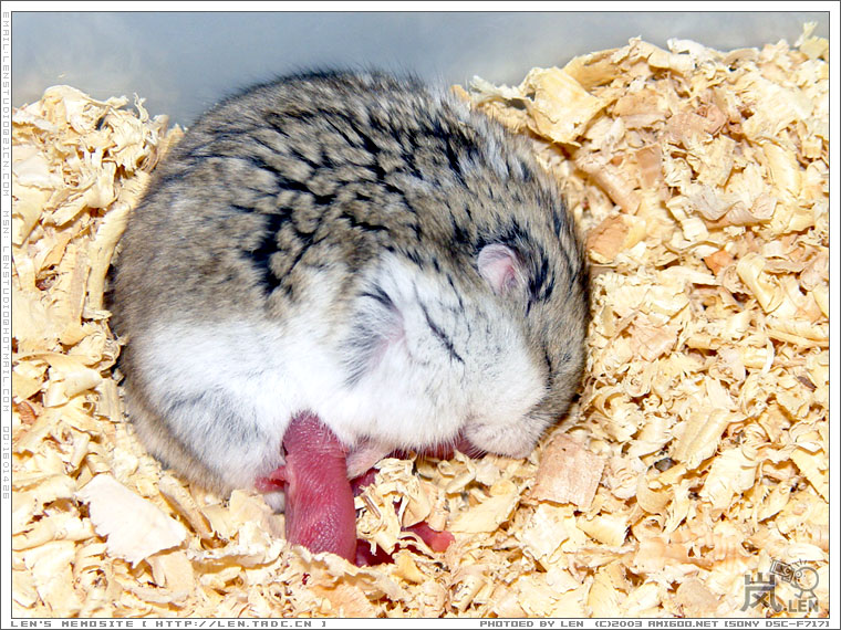 仓鼠BB出世啦!!