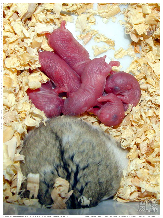 鼠妈妈要出去喝水，这下有机会近摄这些鼠BB了