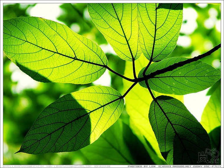 越秀山·深秋之叶