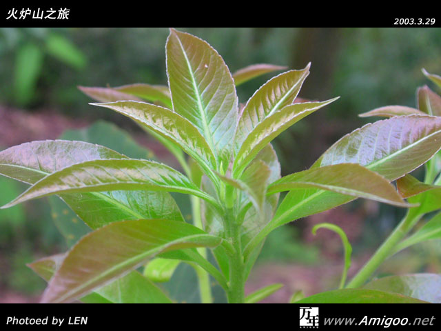 路边的景色特好,忍不住来了张微距~~